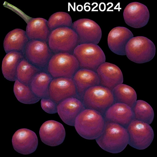 デコレーションシール (W100×H100mm) 赤葡萄 No.62024